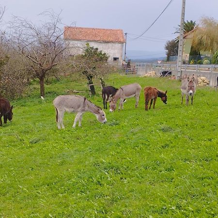 Los Sauces De La Fuente Santillana del Mar Eksteriør bilde