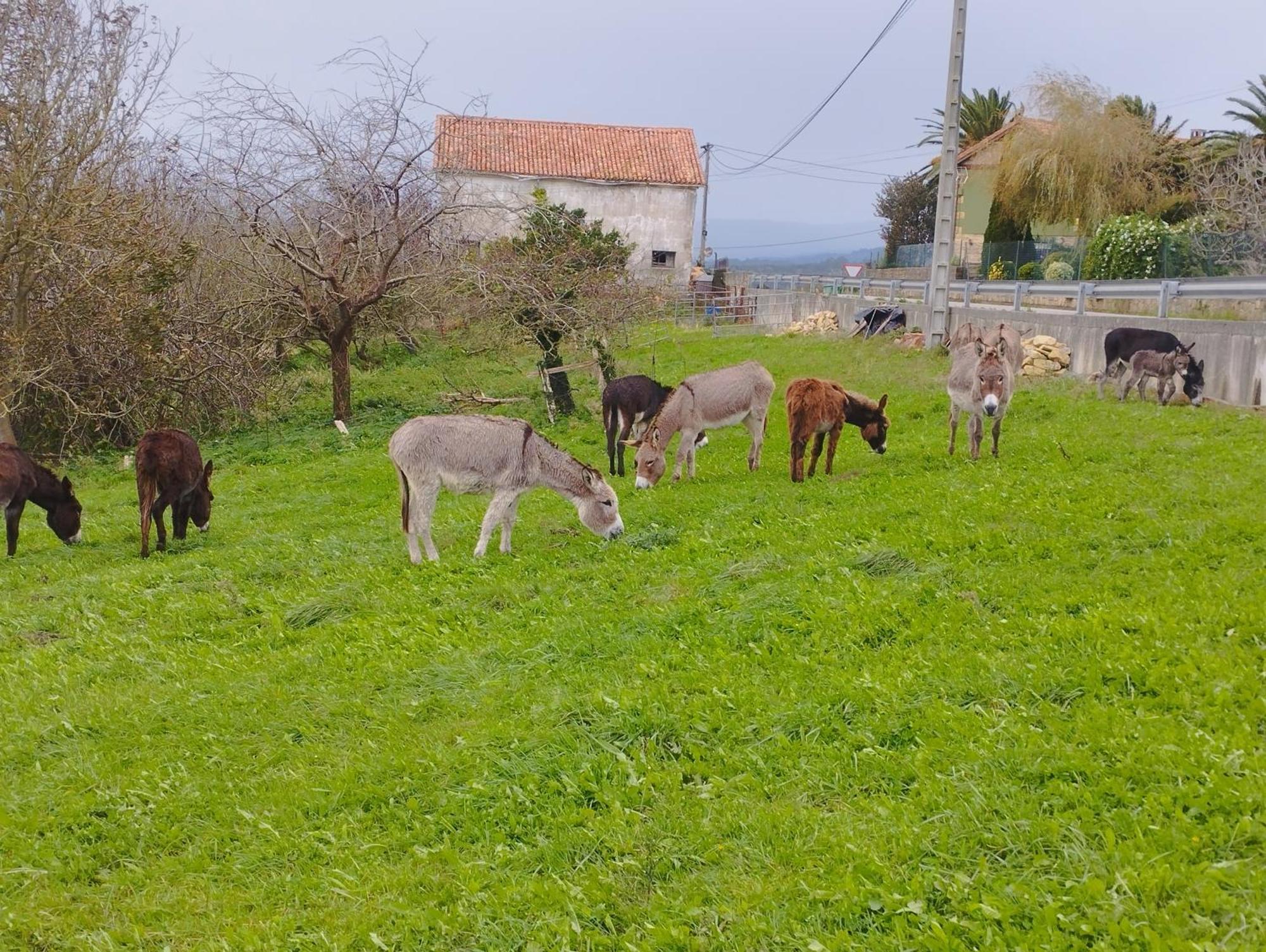 Los Sauces De La Fuente Santillana del Mar Eksteriør bilde